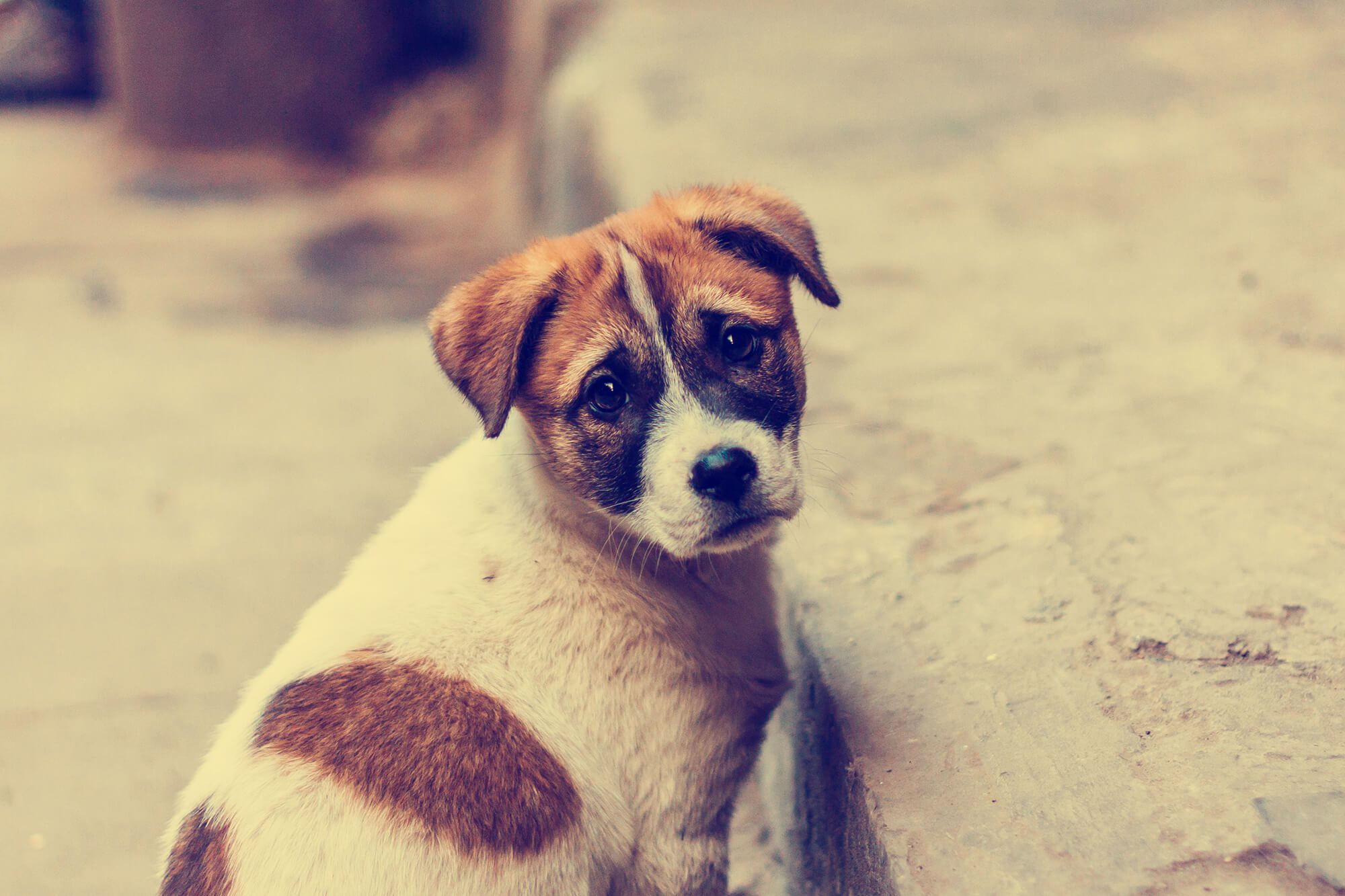 Supporting Street Dogs