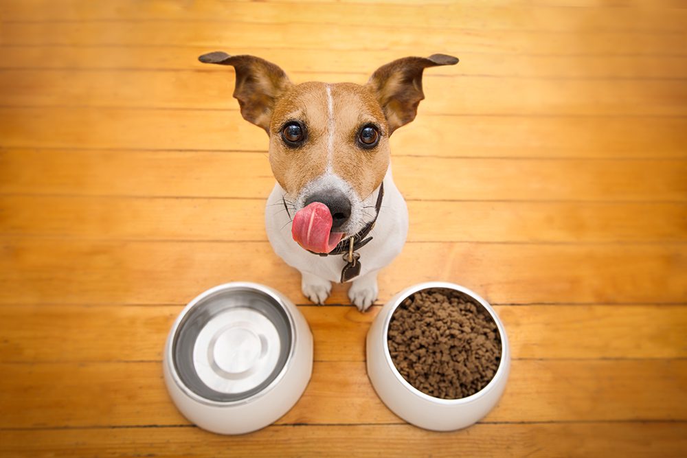 Changing Your Dogs Diet