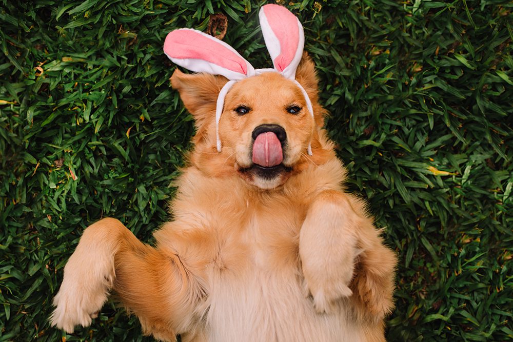 Easter Chocolates