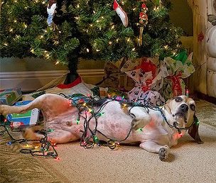 Woofing You A Merry Christmas!