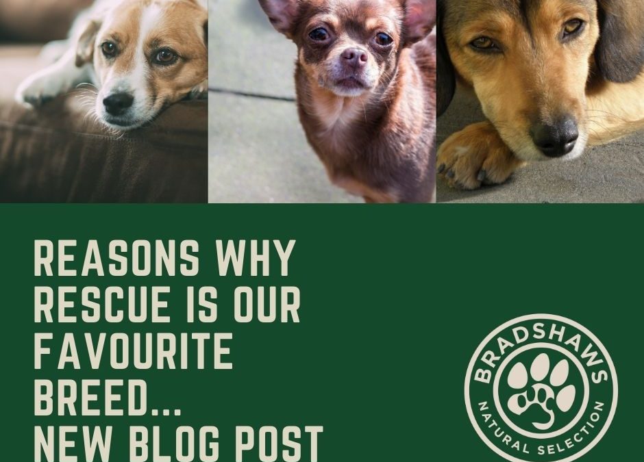 Why rescue is our favourite breed