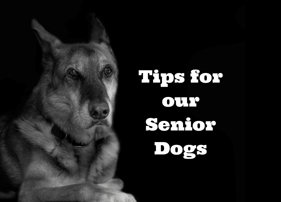Senior Dog Tips