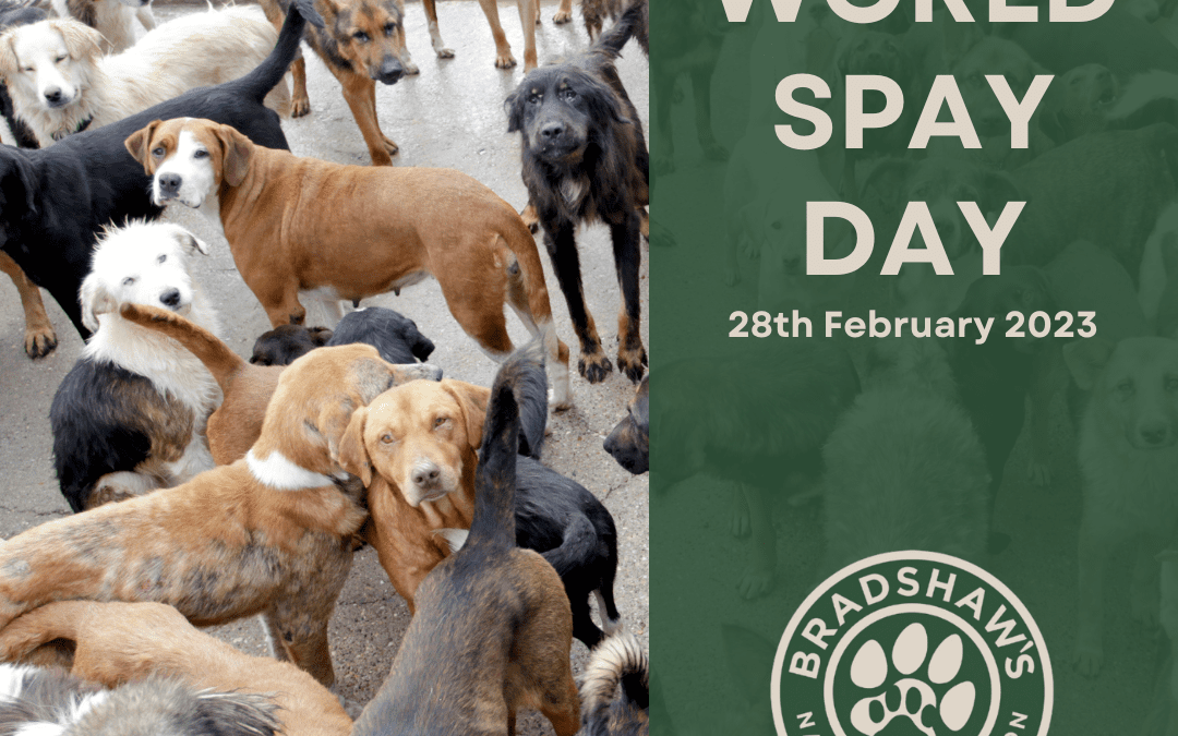 World Spay Day