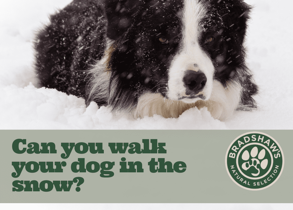 Can you (or should you) walk your dog in the snow?